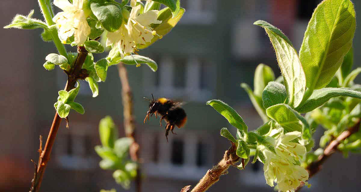 Un calabrone vola su dei fiori in un paesaggio urbano: la biodiversità è importante anche in città