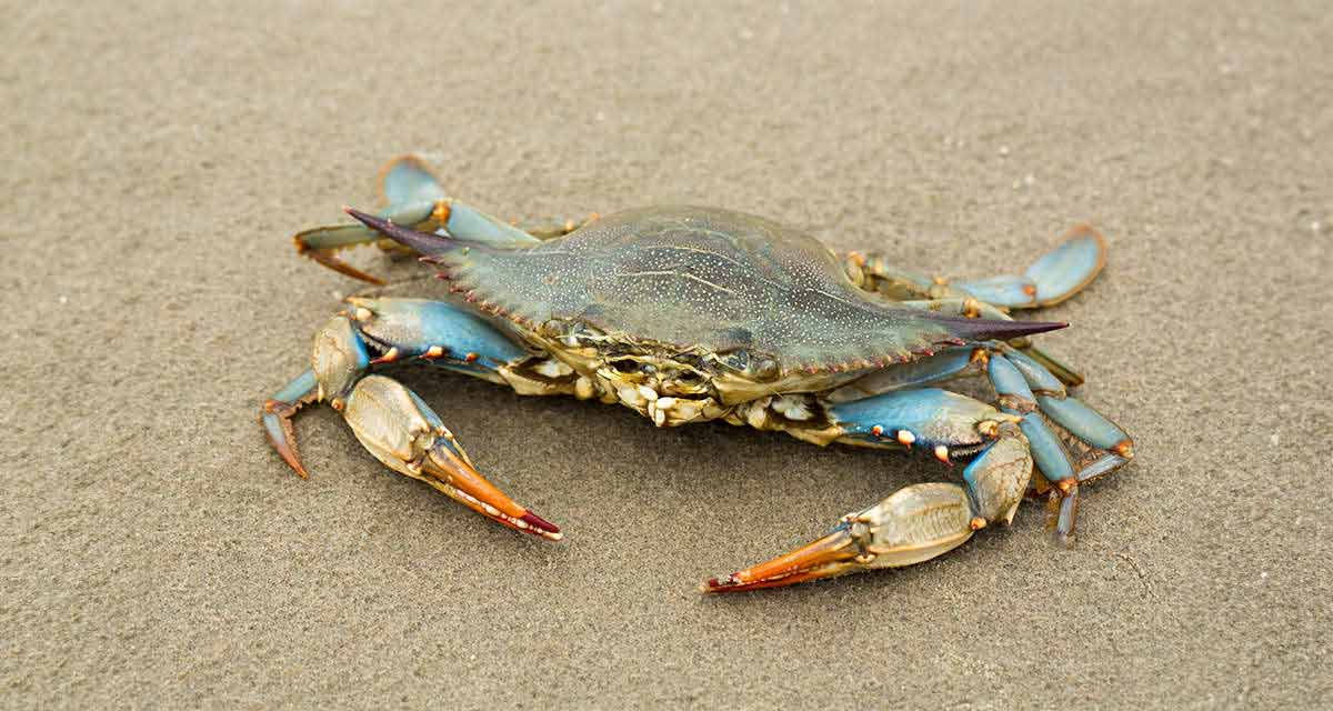 Granchio reale blu su una spiaggia