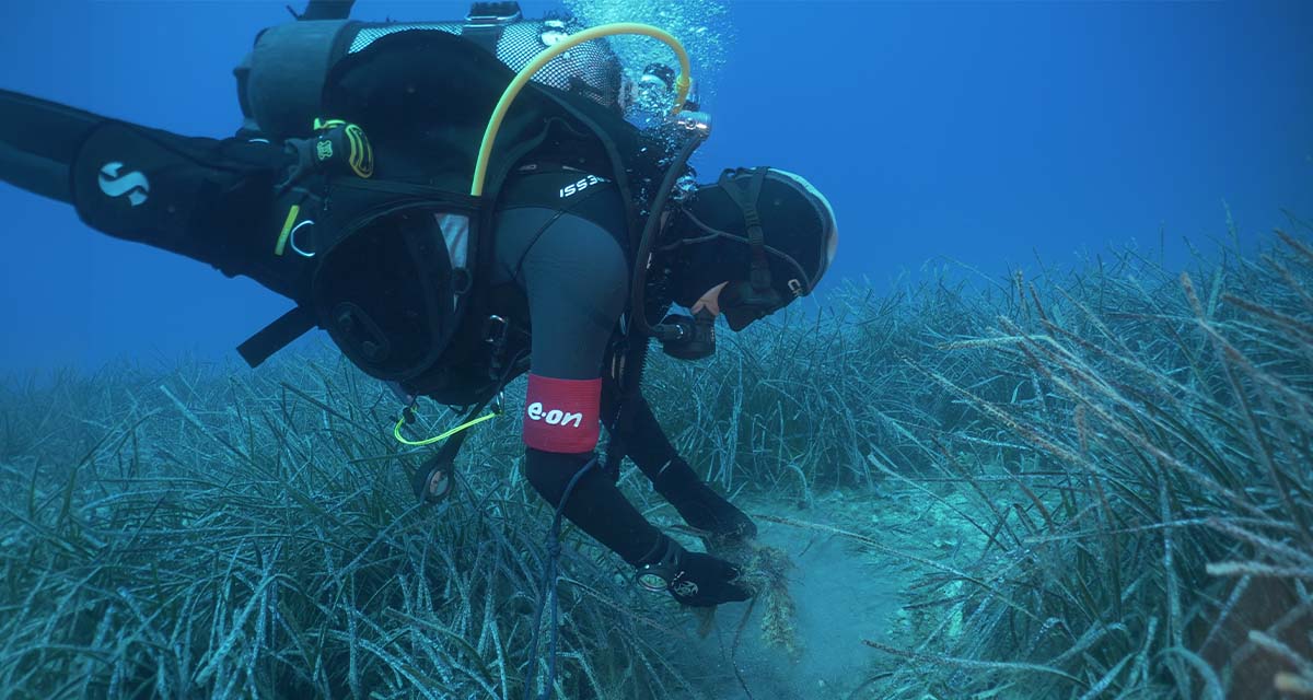Un sub nei fondali del Mediterraneo, culla di biodiversità e habitat della Posidonia oceanica