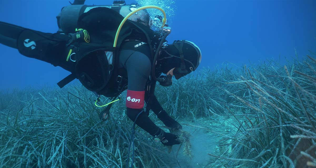 Un sub nei fondali del Mediterraneo, culla di biodiversità e habitat della Posidonia oceanica