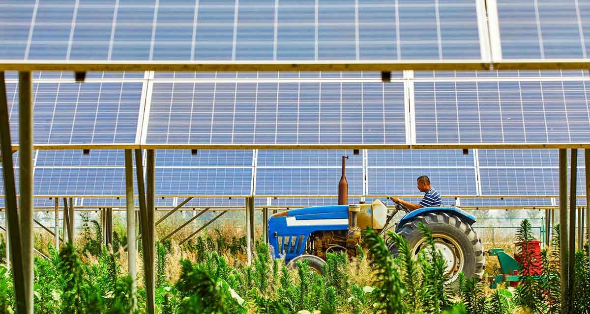 Un impianto agrivoltaico che unisce produzione di energia e coltivazioni negli spazi sottostanti i pannelli fotovoltaici
